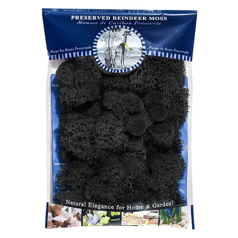 Black Preserved Reindeer Moss