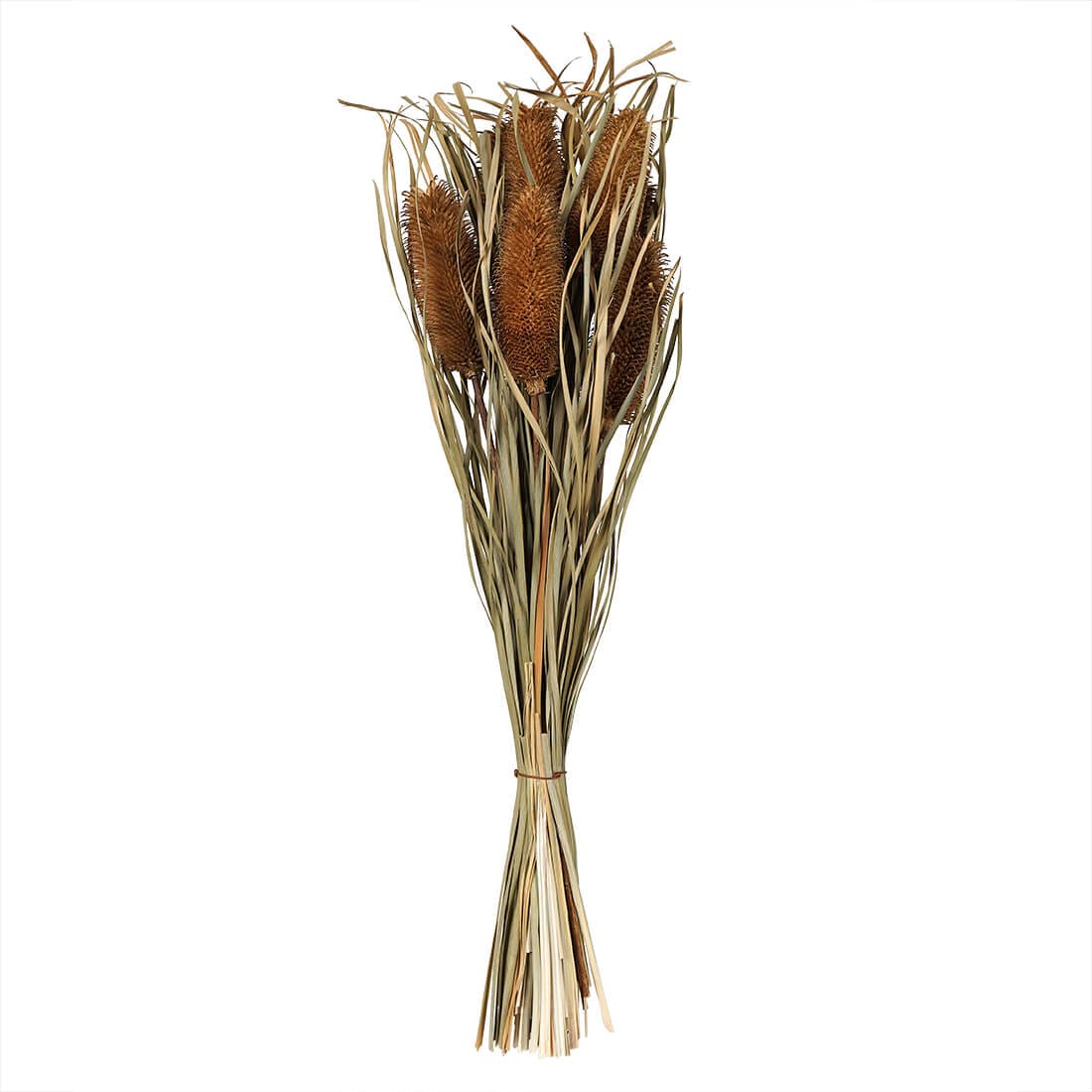 Dried Banksia Bunch Stem