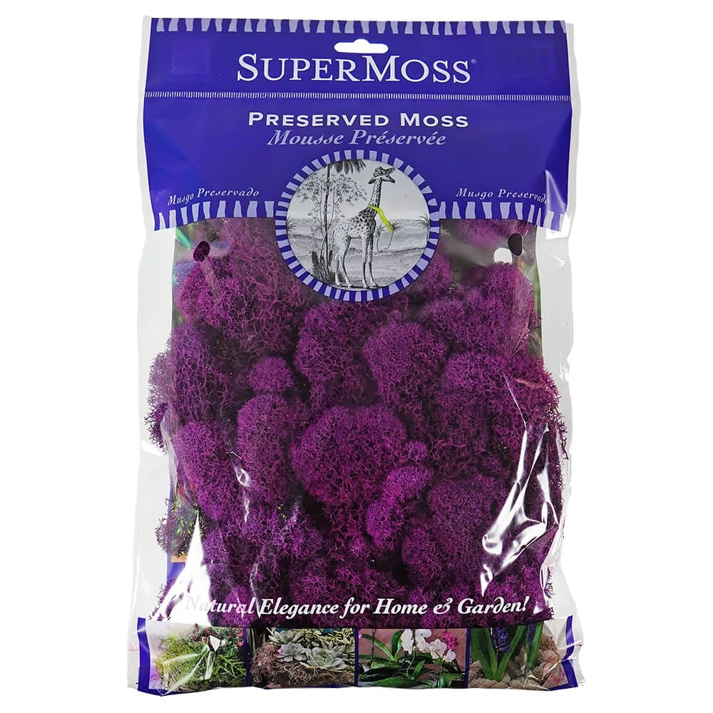 Fuchsia Preserved Reindeer Moss