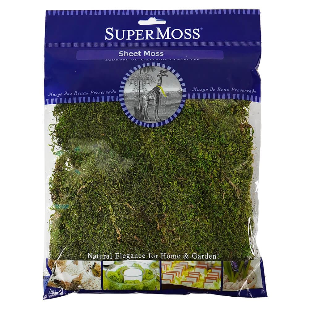 Green Sheet Moss