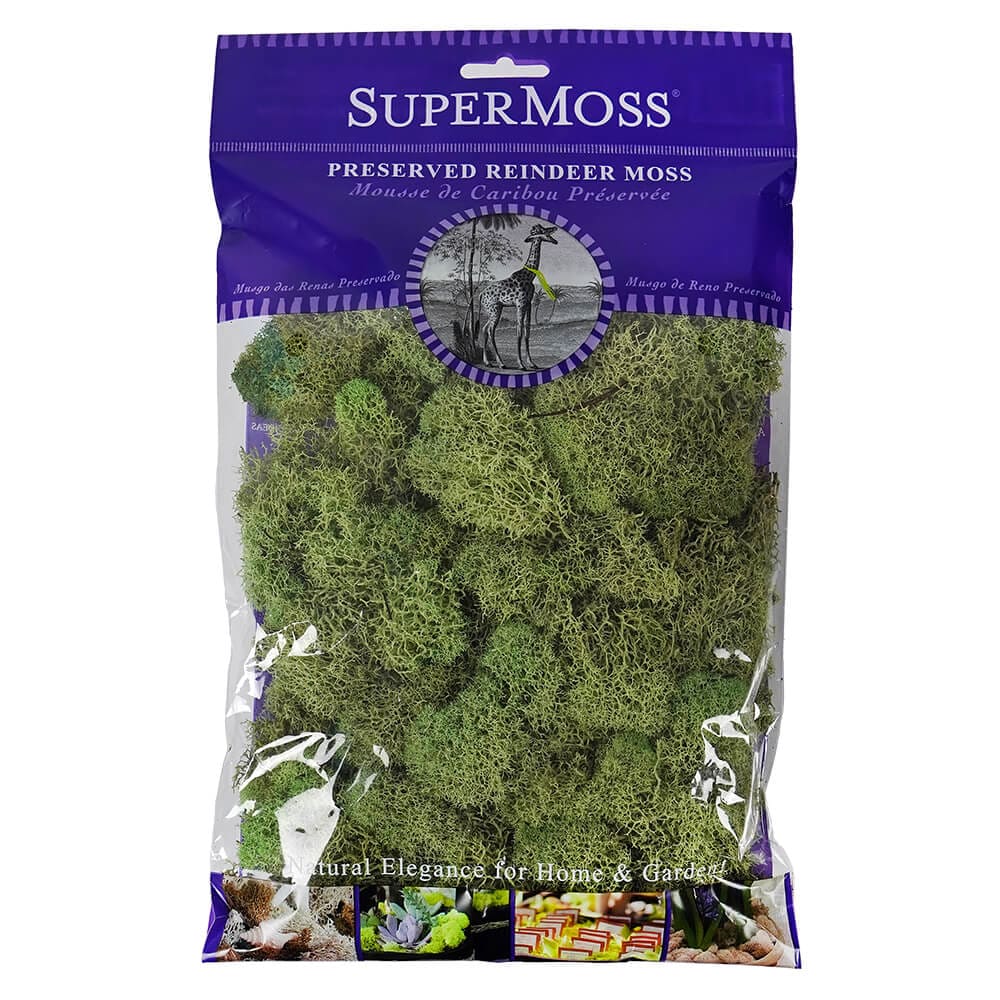 Moss Green Preserved Reindeer Moss