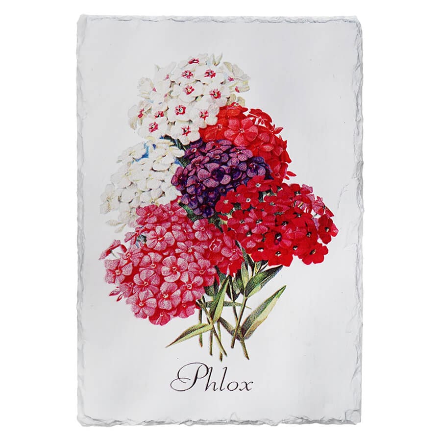 Phlox Floral Slate Wall Art