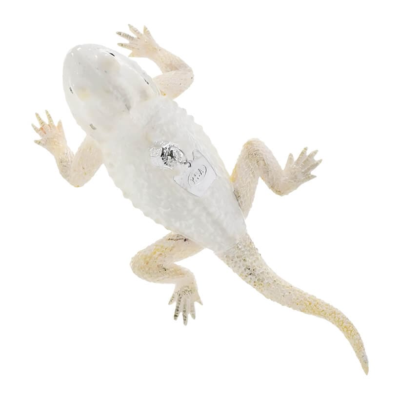 White Bearded Dragon Ornament