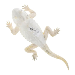 White Bearded Dragon Ornament