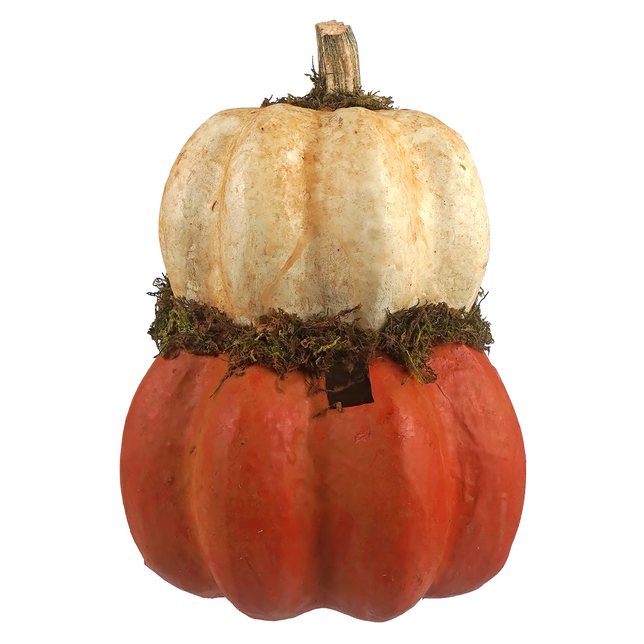 A white and orange two layered carved pumpkin jackolantern with a mossy band halloween pumpkins and gourds decor