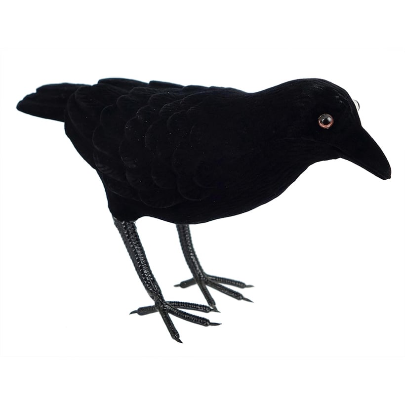 Black Bending Over Feathered Crow
