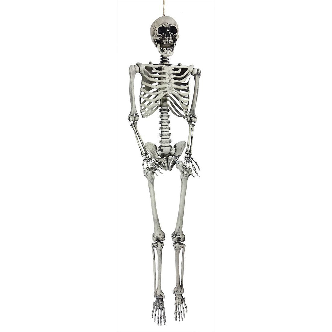 Life Sized Skeleton