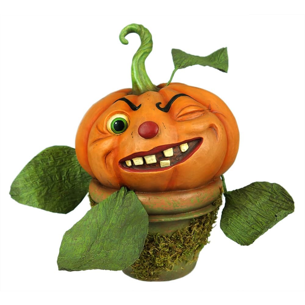 Cheeky Pumpkin Perennial